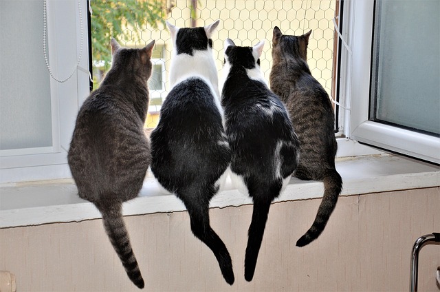 猫、ネコ