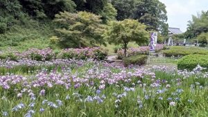 亀山公園菖蒲園